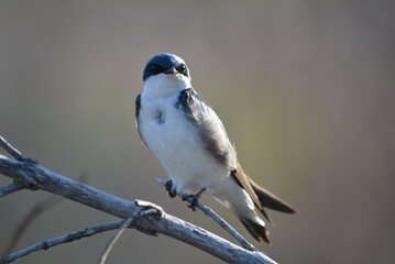 bird on a branch