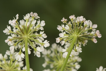 Oenanthe crocata Hemlock Water Dropwort Umbelliferae of small clustered white flowers and delicate lobed green leaves on blur green background