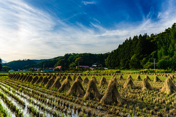 Rice fields on the Japanese countryside. In november rice is harvested and let to dry under the sun in this particular way.