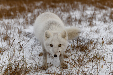 Naklejka premium Arctic fox in winter time in Siberian tundra