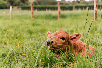 newborn calf lying in the field among the grasses. rural environment and industry. farm animals. - obrazy, fototapety, plakaty