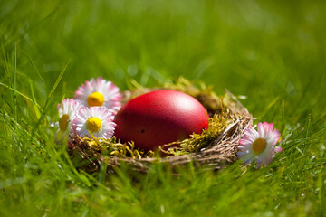 Easter background, postcard, red egg in a nest on spring grass, daisy flowers, egg hunt. Blur, selective focus.