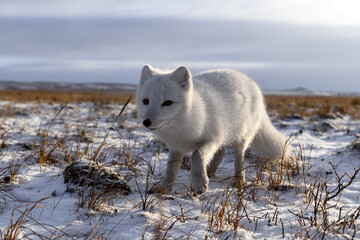 Obraz premium Arctic fox in winter time in Siberian tundra