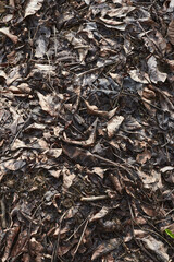 Dry leaves background. Dry leaves on the ground.
