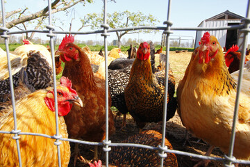 Shot of hens and roosters behind mesh