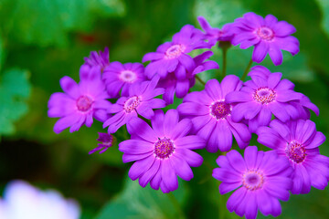 flowers in the garden