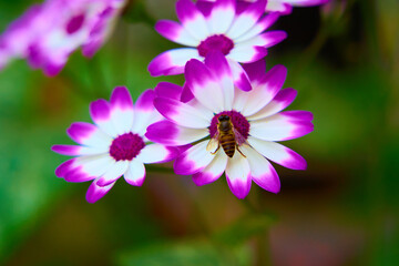 Obraz premium bee on flower