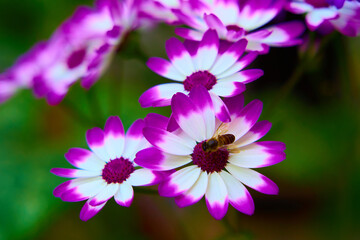 close up of a flower