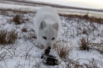 Arctic fox in winter time in tundra looking to action camera.