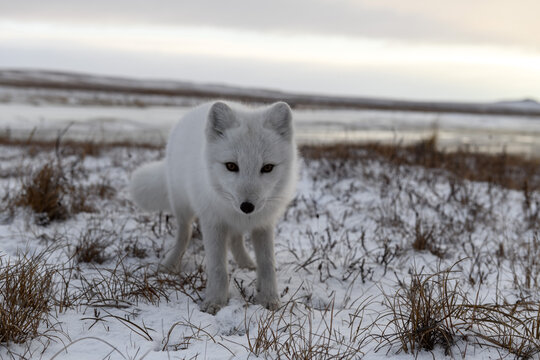 Arctic fox in winter time in tundra looking to action camera.