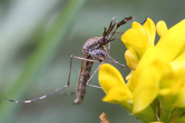 Mosquito (male) resting on the grass. Male and female mosquitoes feed on nectar and plant juices, but many species of mosquitoes can suck the blood of animals.