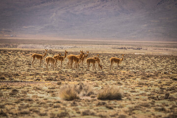 Fototapeta na wymiar Vilacota Maure National Park, Tacna - Peru