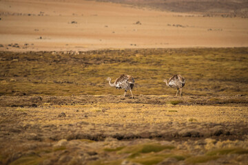 Fototapeta na wymiar Vilacota Maure National Park, Tacna - Peru