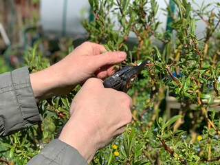 The girl's hands with secateurs to cut the overgrown branches. To work in the garden. To work in...