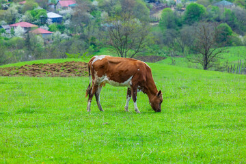 Fototapeta na wymiar Grazing cow on pasture in nature, agriculture