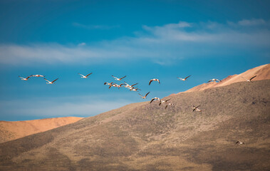 Vilacota Maure National Park, Tacna - Peru