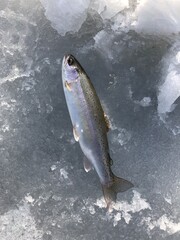 Freshly caught Rainbow Trout fish laying on the ice. Ice fishing in the winter on a frozen lake in Canada