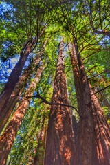 Obraz premium autumn in the woods