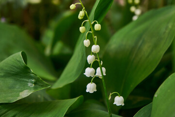 Lilies of the valley in the garden