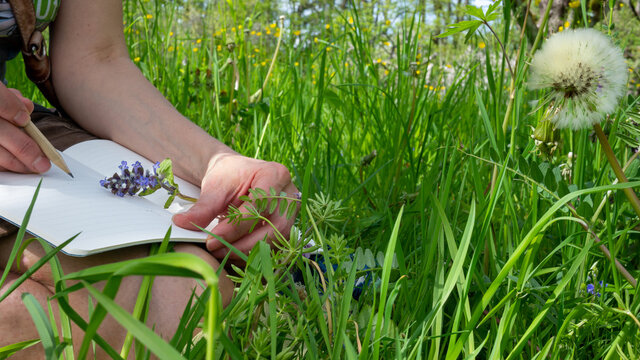 Writing journal in the nature, earth month. Female hand drawing with a pencil in a diary. Woman sits in the meadow among dandelions and green grass on a sunny day. Close up.