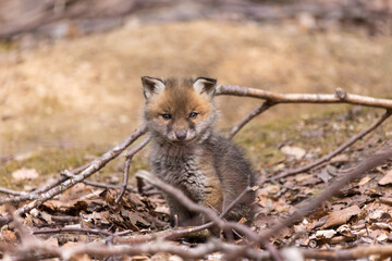 Junge Fuchswelpen am Bau