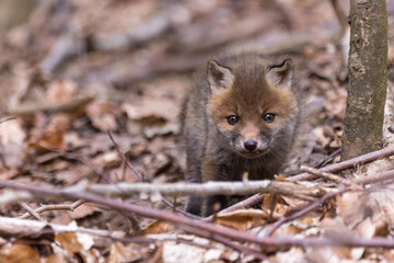 Junge Fuchswelpen am Bau