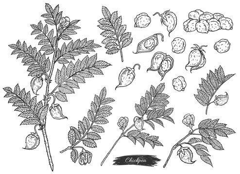 Set of chickpea plant branches and seeds engraving vector illustration isolated.