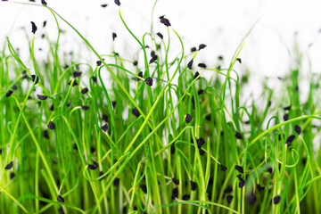 Closeup of a Microgreen onion on a white background. Microgreens macro photo