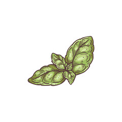 Botanical image of green basil leaves, engraving vector illustration isolated. - obrazy, fototapety, plakaty