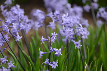 Hyacinth variety Anastasia blooms in a garden.