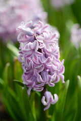 Hyacinth variety Amethyst blooms in a garden.