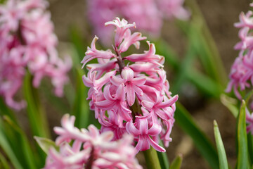 Hyacinth variety Ibis blooms in a garden.