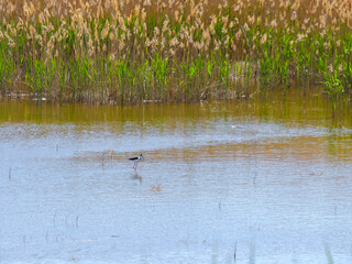 A black-winged lapwing on stilt legs searches for food in shallow water on a sunny day against a background of green grass. Bird life in the wild.