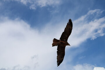 oiseau