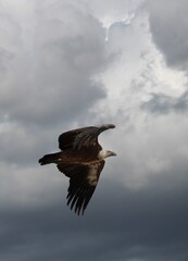 oiseau