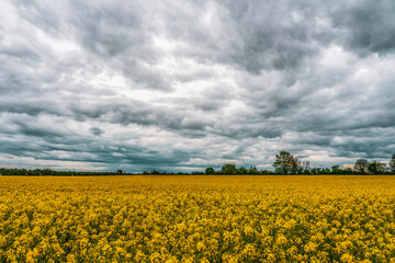 Storm clouds over rapeseed field