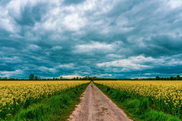 Storm clouds over rapeseed field