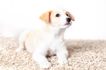 A cute happy puppy lies on the carpet and looks into the frame. Pet. The dog is at home.
