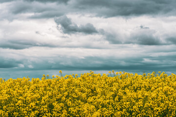 Storm clouds over rapeseed field