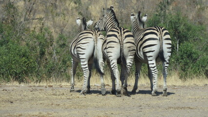 Fototapeta na wymiar three Zebras