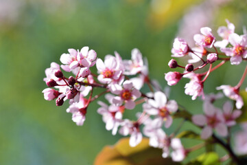 The most beautiful flowers of spring