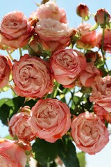 bouquet of pink roses in the background sky