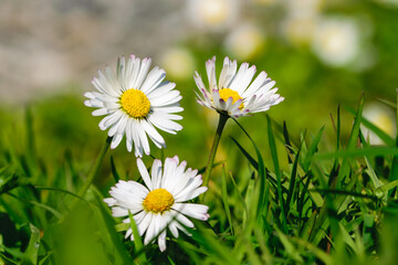 3 daisy in the grass blurred background