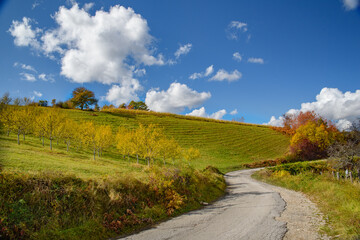 Beautiful landscape of sunny summer. 