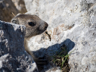 Groundhog in the french Vercors National Park