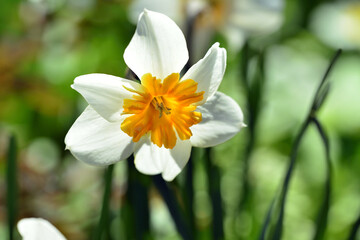 The most beautiful flowers of spring