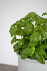 Green basil herb in white pot.. Growing herbs at home. Home gardenig concept