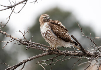 Close up of a young Red-Tailed Hawk with beautiful fluffy feather plumage, looking back, while perched upon a branch and framed by a faraway Evergreen tree.