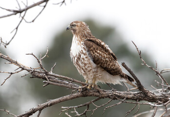 A young Red-Tailed Hawk with beautiful feathers, looking out into the distance while perched upon a tree and framed by a faraway Evergreen tree in the background. Observed close up.