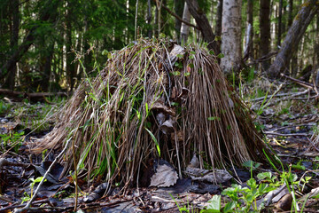 Close-up of an old tree stump, which in a swampy mixed forest is covered with yellowish old and sprouting fresh green grass and forms a hummock in the swamp.